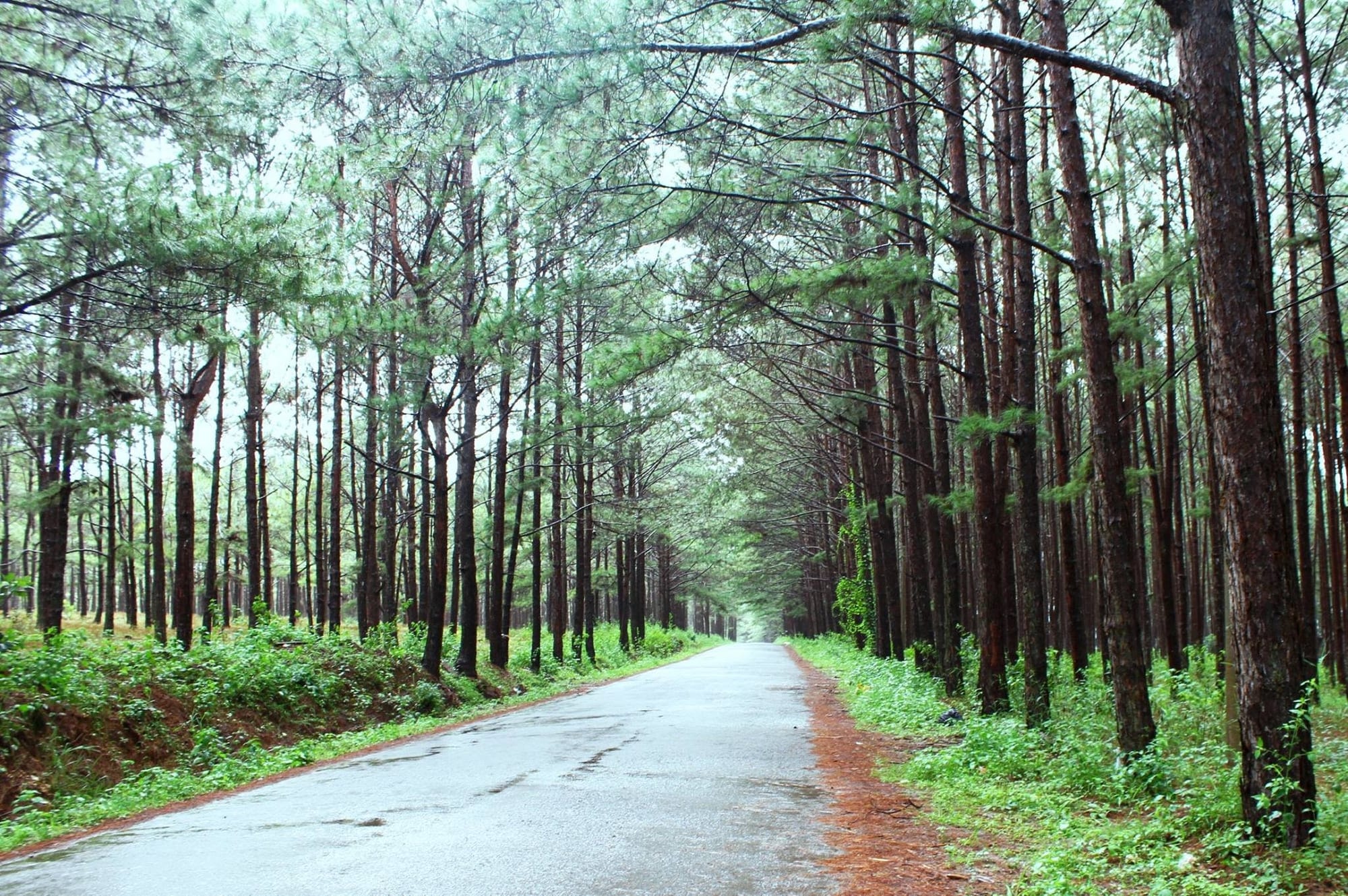 Đồi thông Đà Lạt